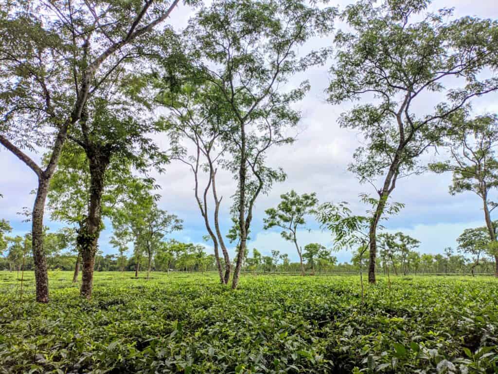 a field of green plants with trees